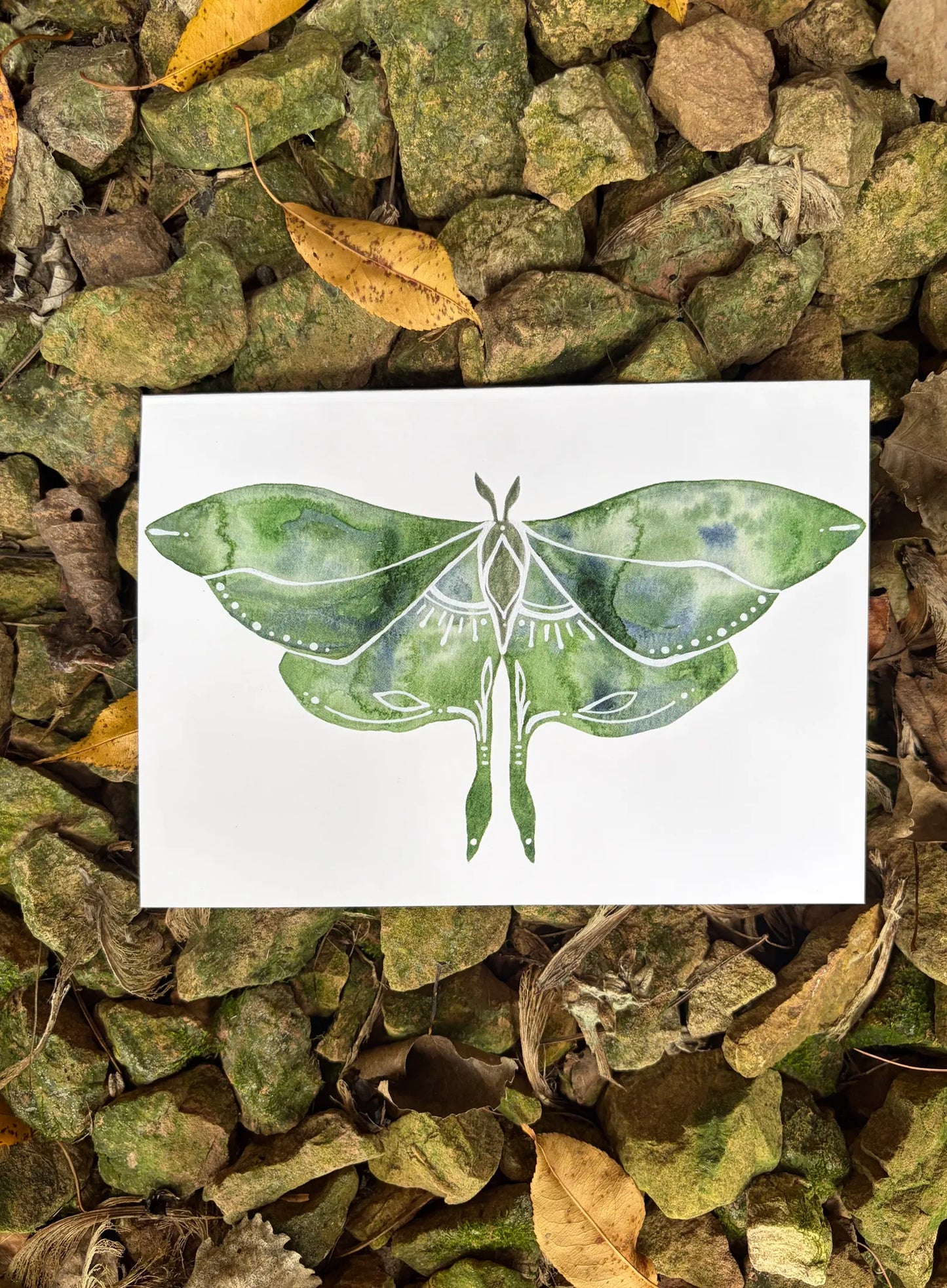 Luna Moth